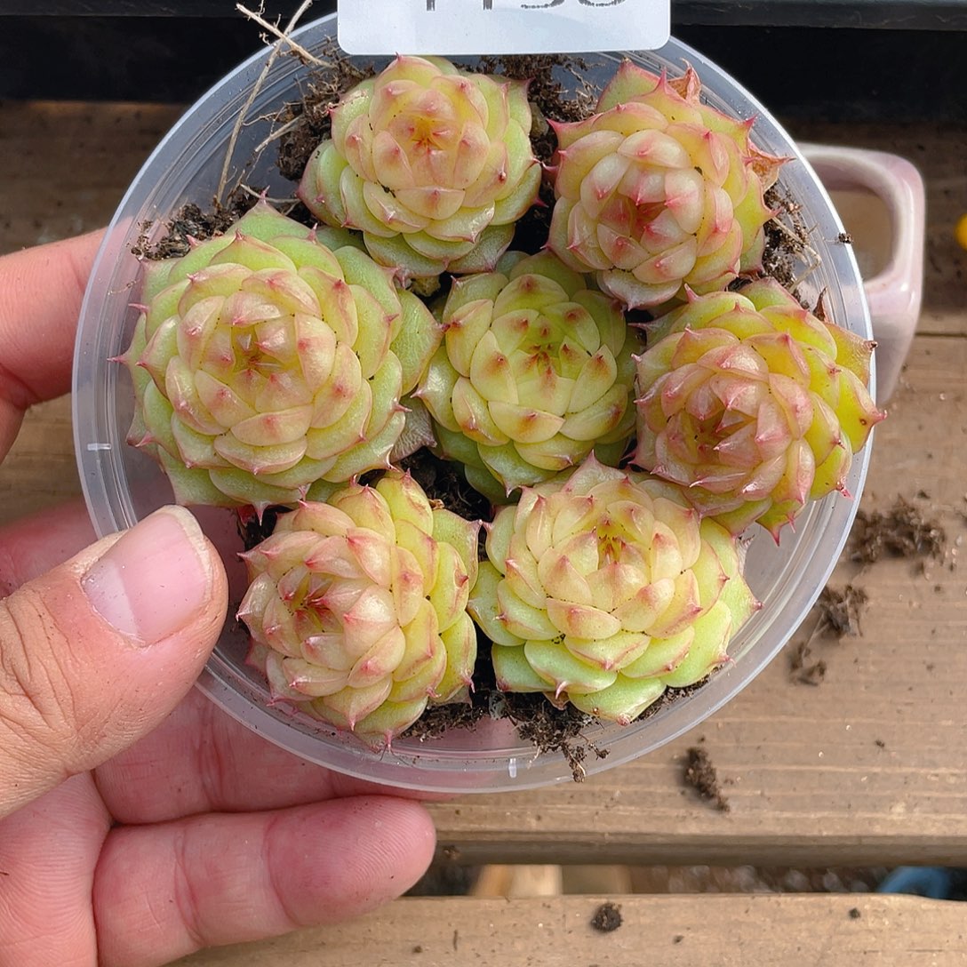 多肉植物多肉植物1156