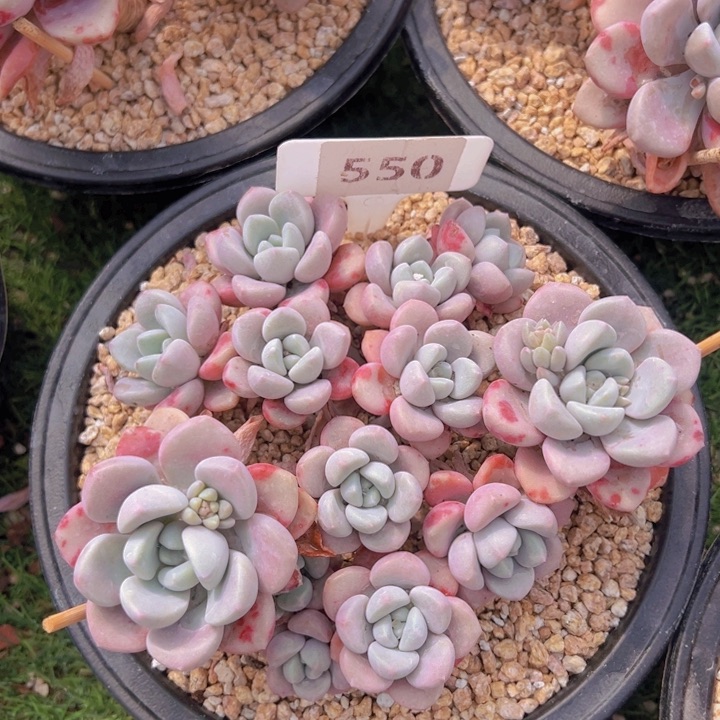 健健康康平平安安