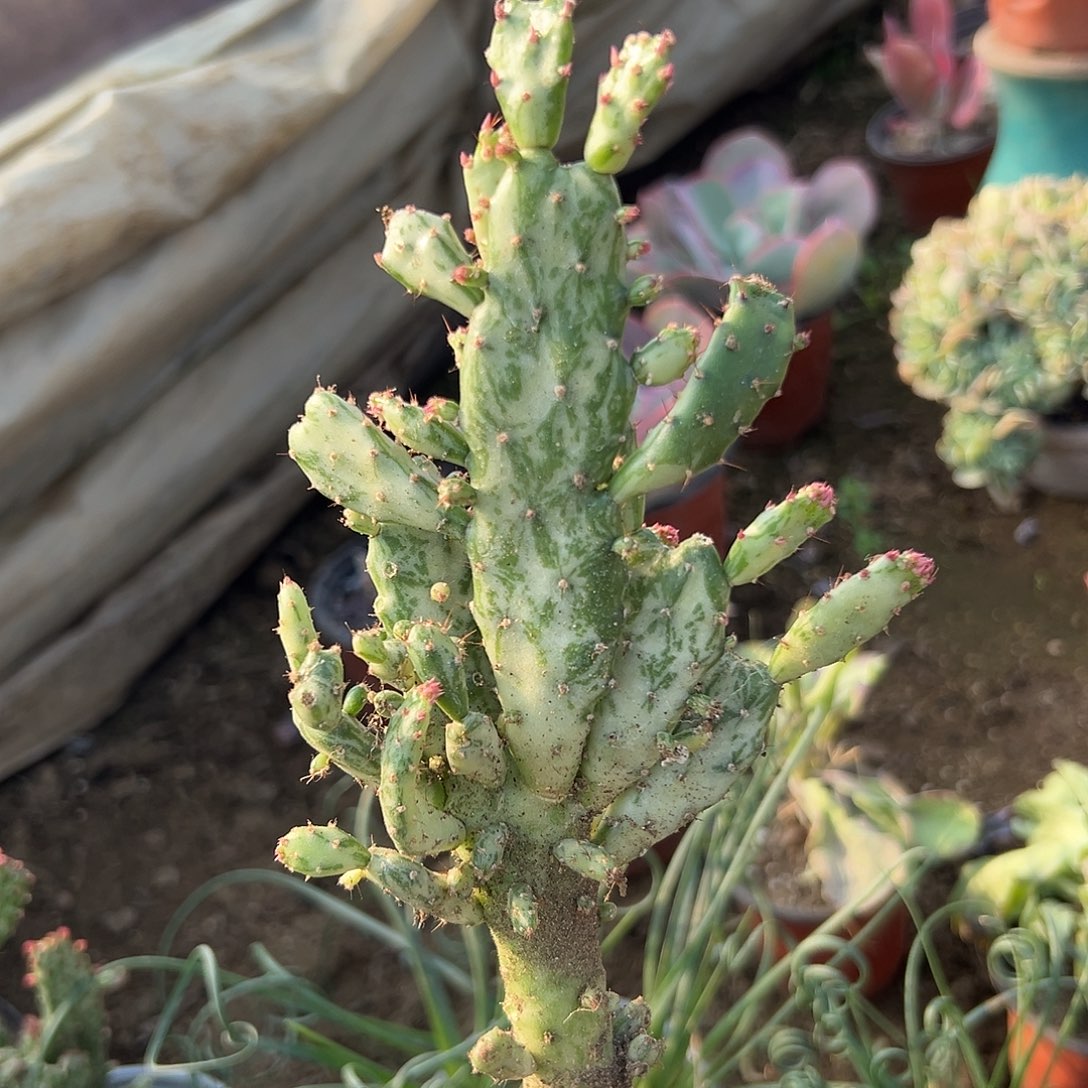 多肉植物大理石斑纹掌