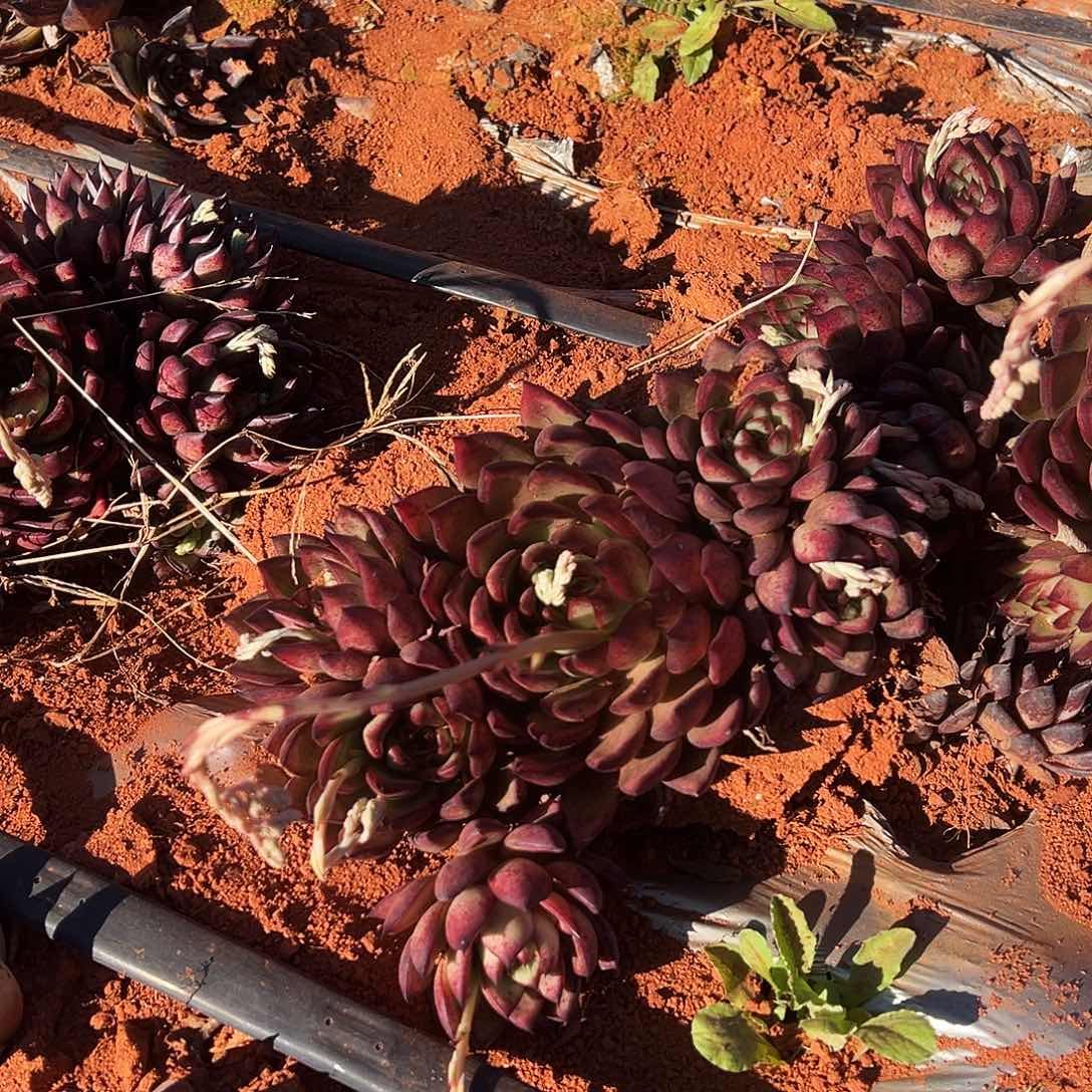 M***咔2号乌木群生多肉植物