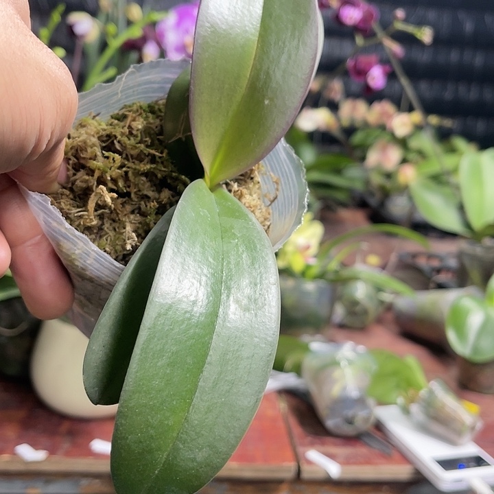 当前无花栽培后可以开花佛陀宝藏