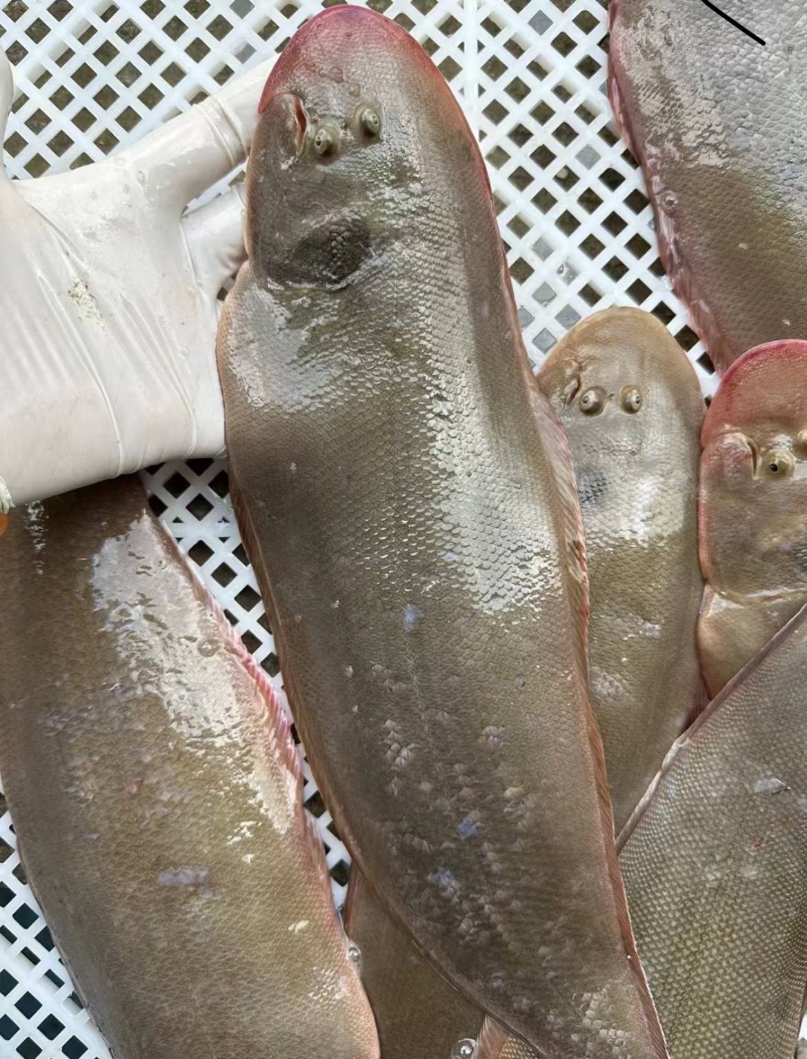 广东汕尾本港特大龙利鱼