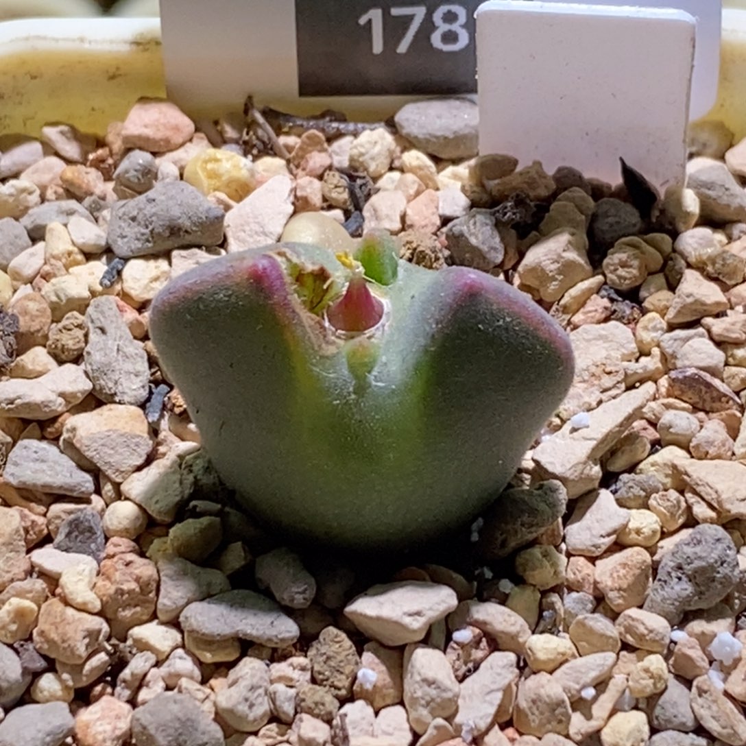 颖***寅178青蛙种缘大眼睛