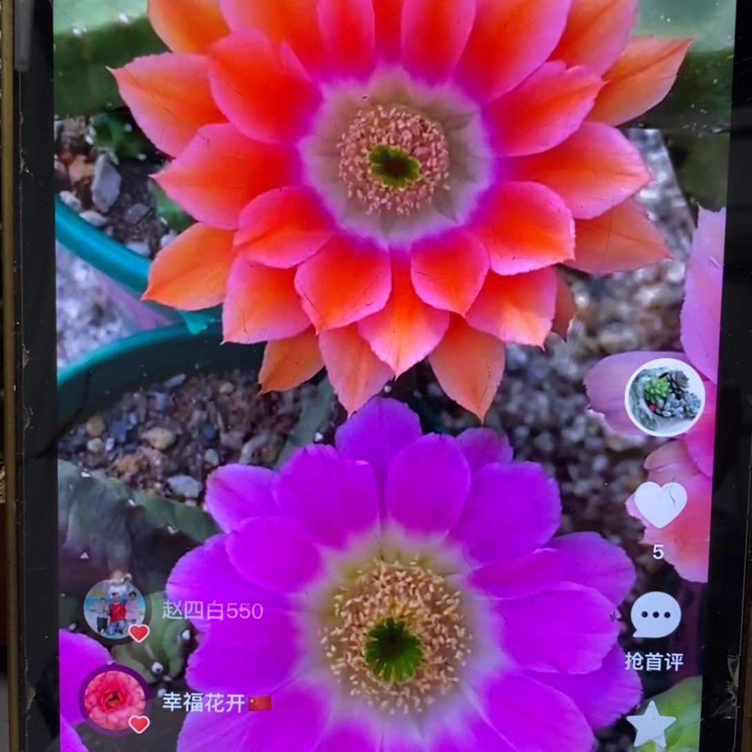 新品水仙情郎A3侧芽一个