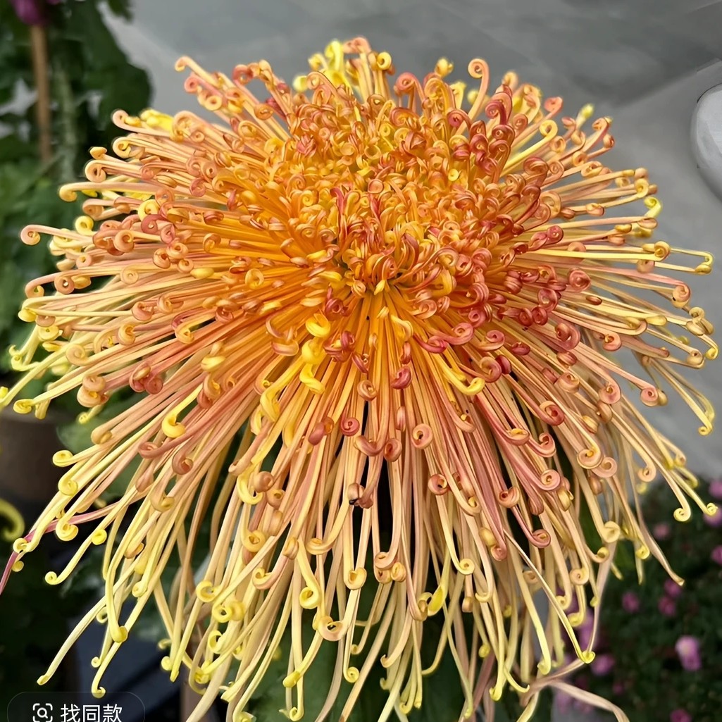 九月菊【岸的赤星】菊花盆栽九月菊花卉多年生