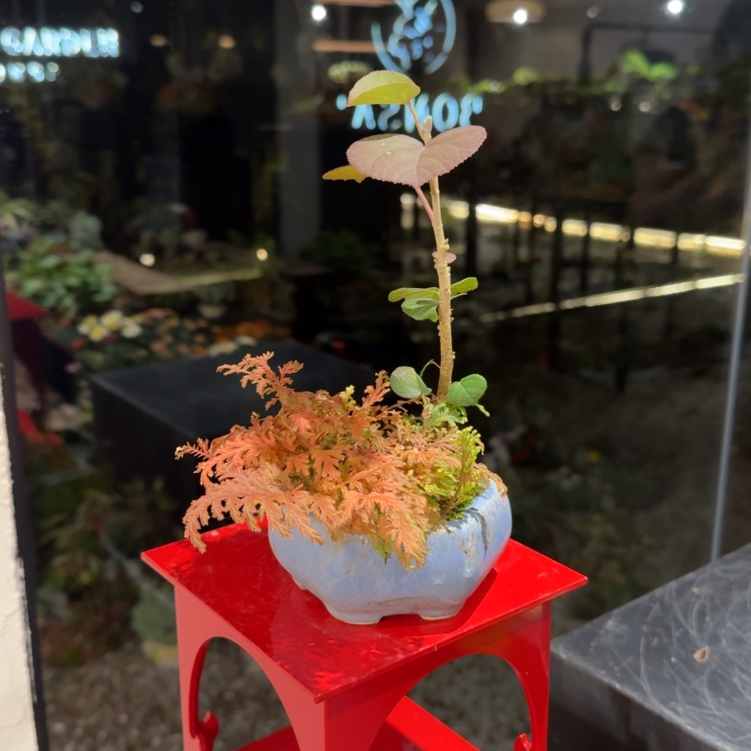 全部花朵山野草陶盆