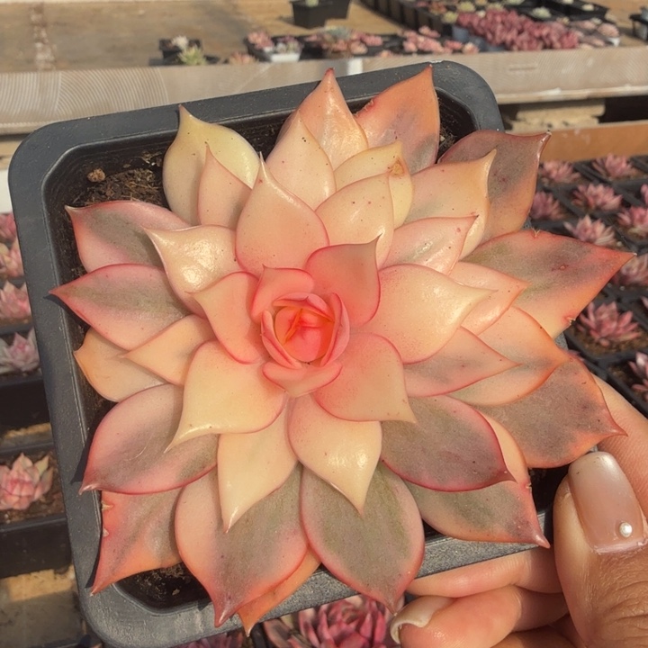 红莲锦潜力股锦一颗的