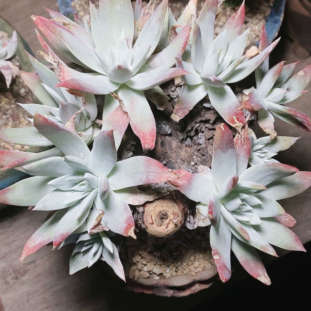 【闪购商品】哈哈哈瑕疵白衣圣徒多肉2050