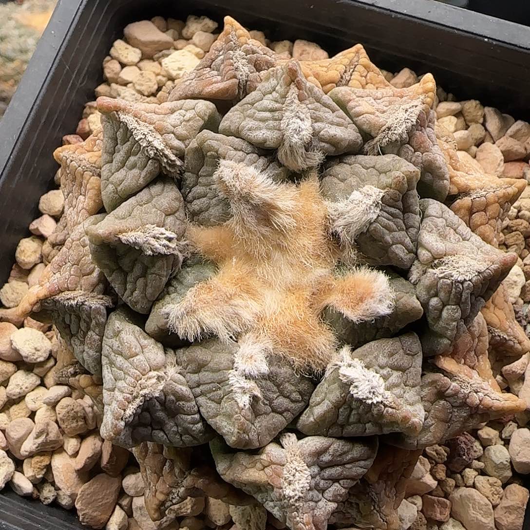 连山仙人球111111111111