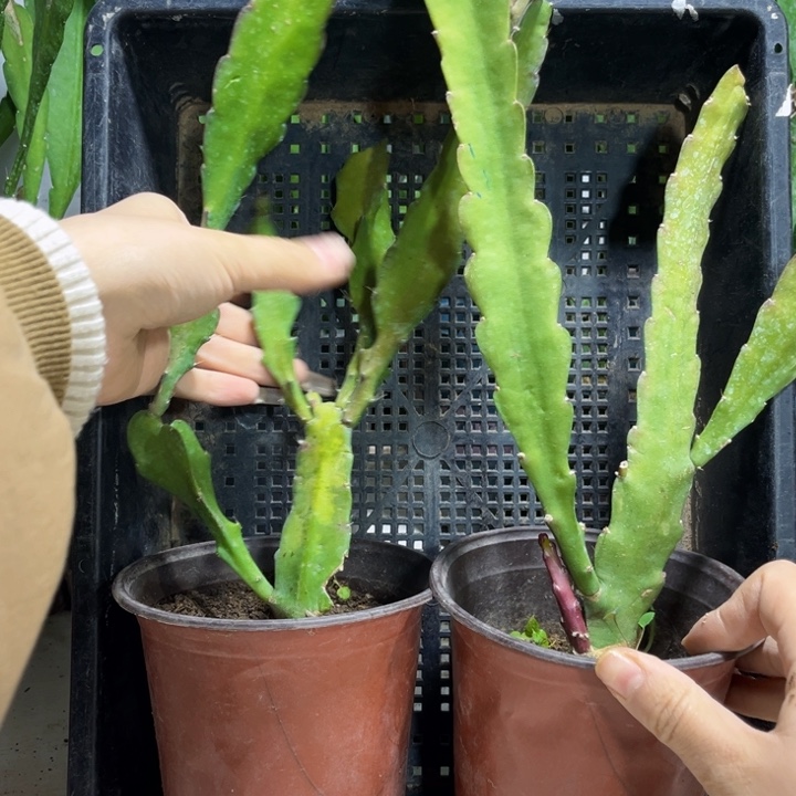 当前无花栽培后可以开花877