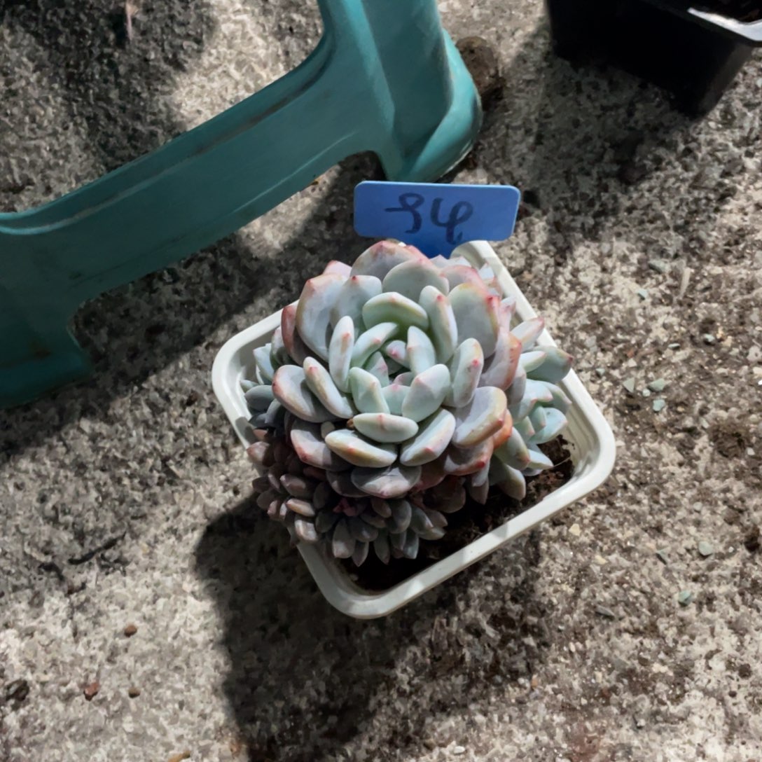 巨***️星影缀化多头群生94