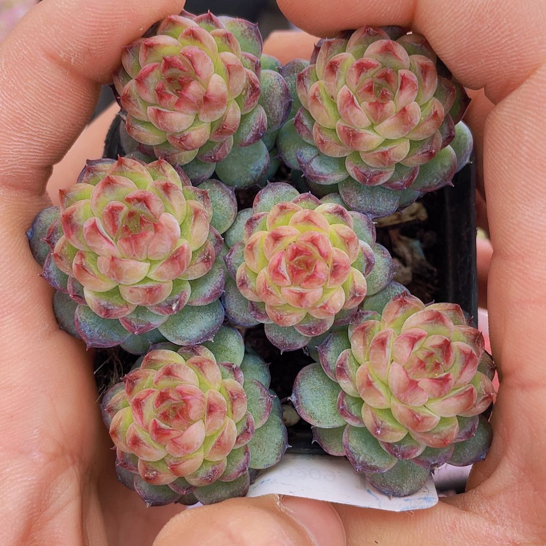 0000000000000137量拍