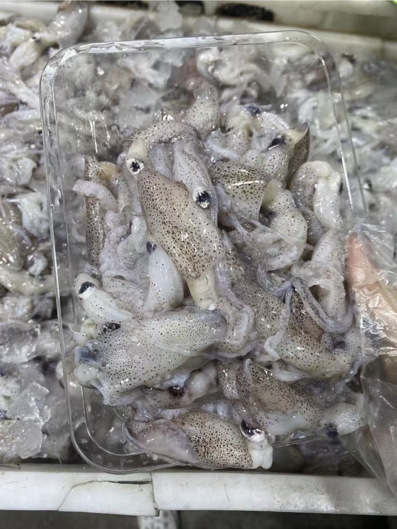 【海捕小海兔】台州新鲜笔管鱼蛸海兔籽乌小乌贼鱿鱼海鲜顺丰包邮