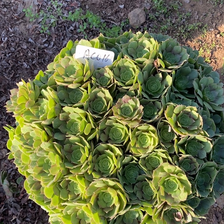 万圣节1棵016号111111
