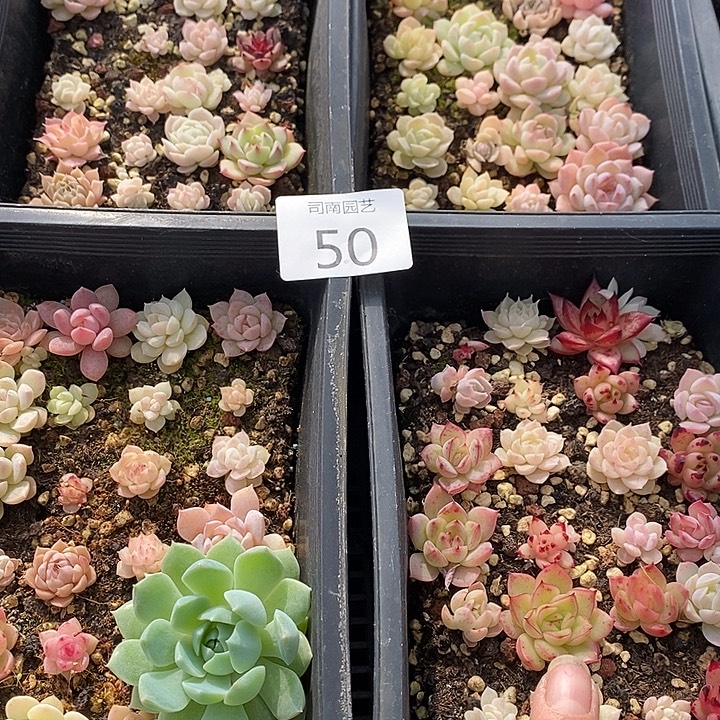50 多肉植物盆栽花卉