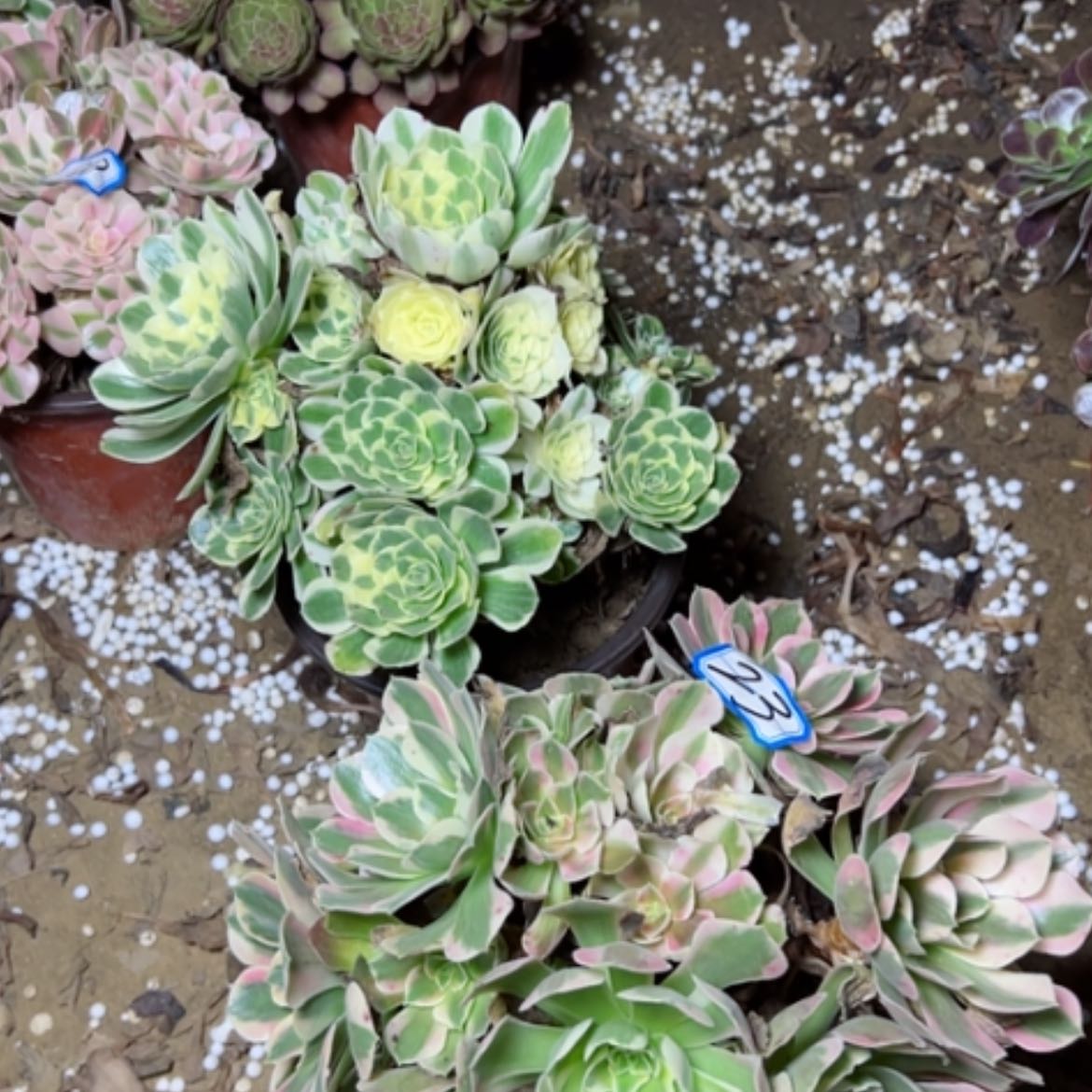 【闪购商品】断枝不包23