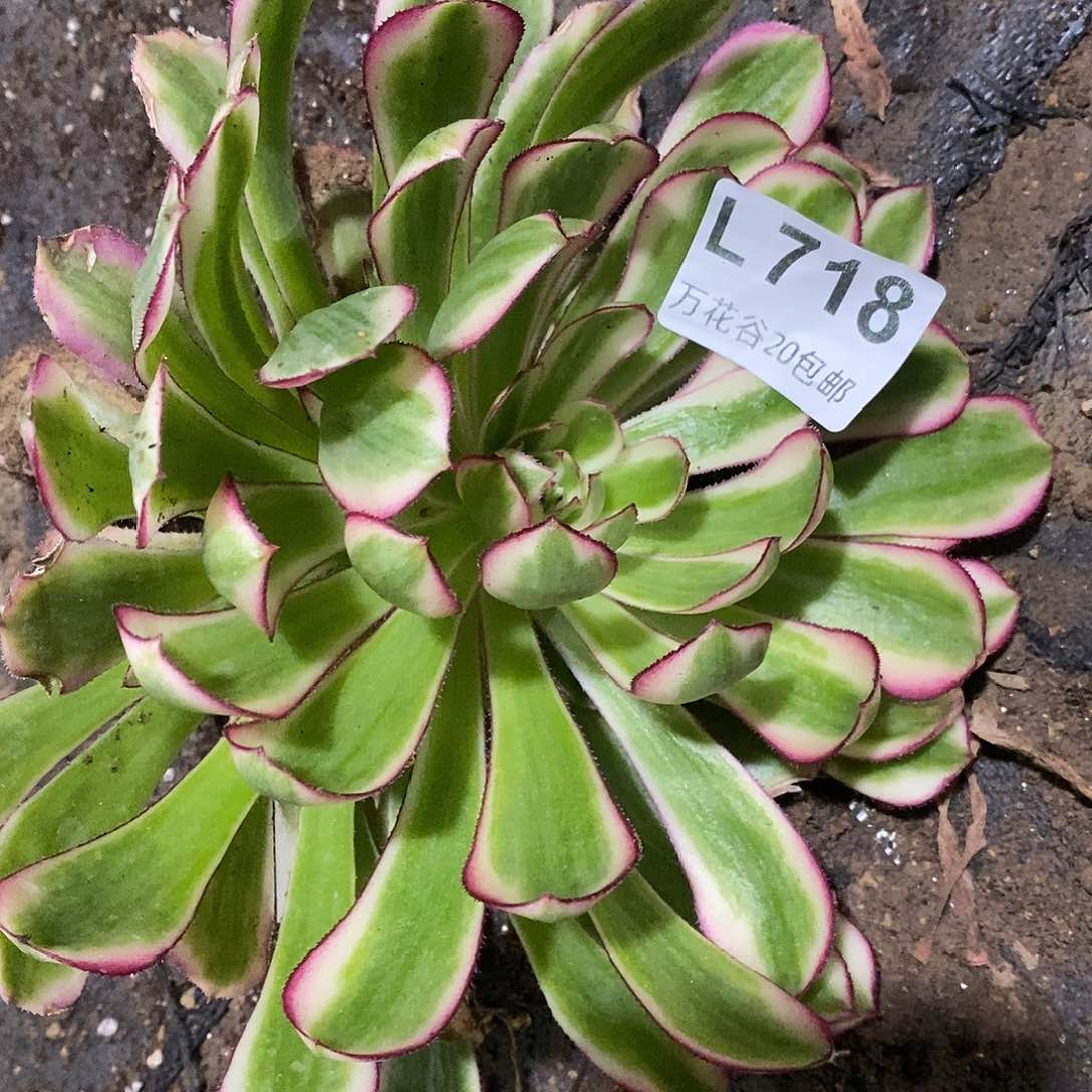 718白月光多肉植物