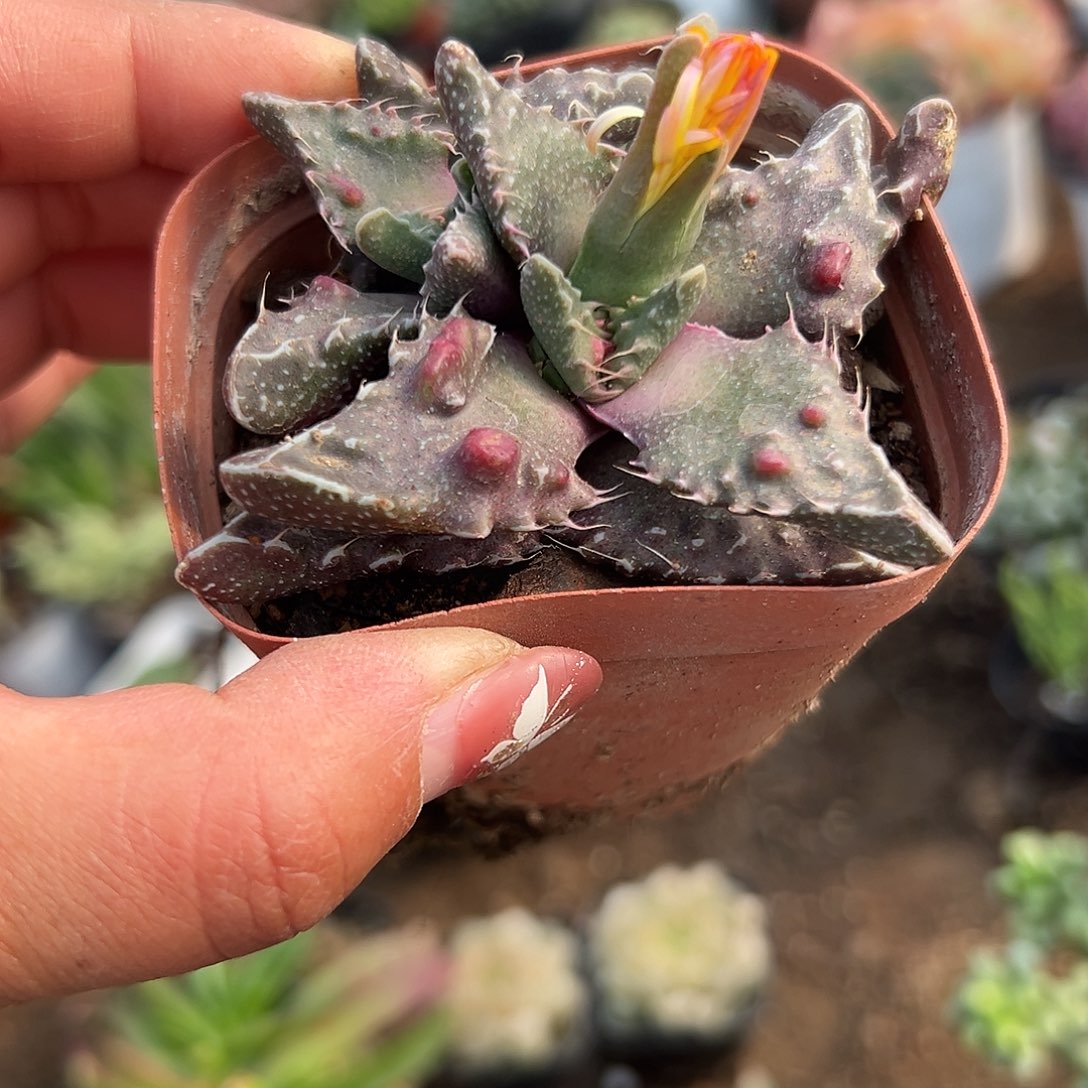 多肉植物狮头怒涛