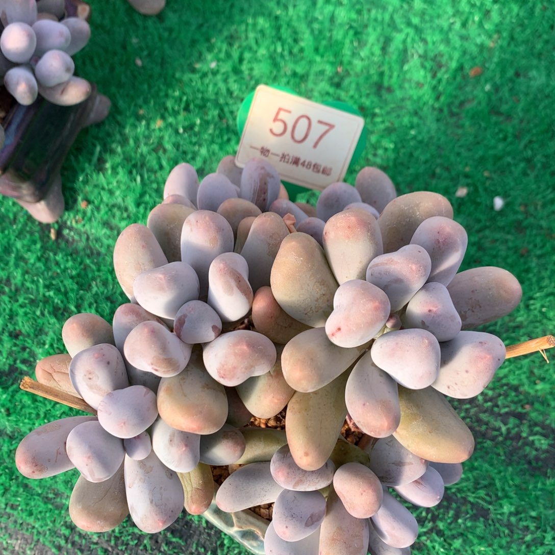 米可奶无砍老桩小树507