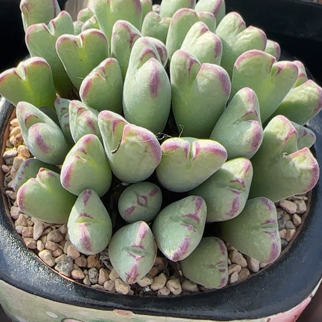 1.28新年大福多肉带盆土发货192号