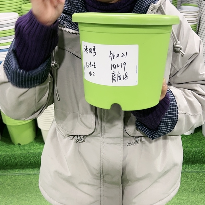 特价3号四季口21高18果绿色无托10只