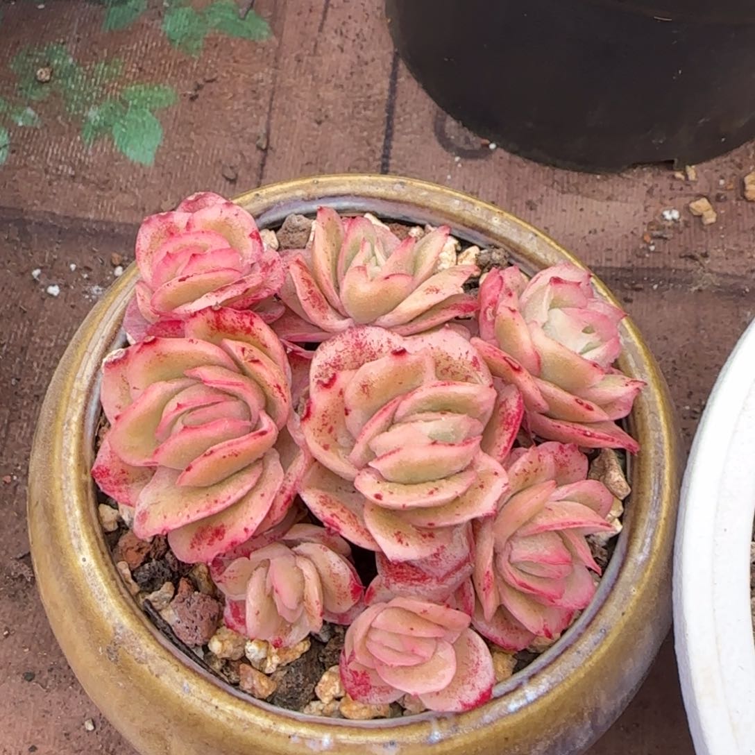云南精品多肉1147