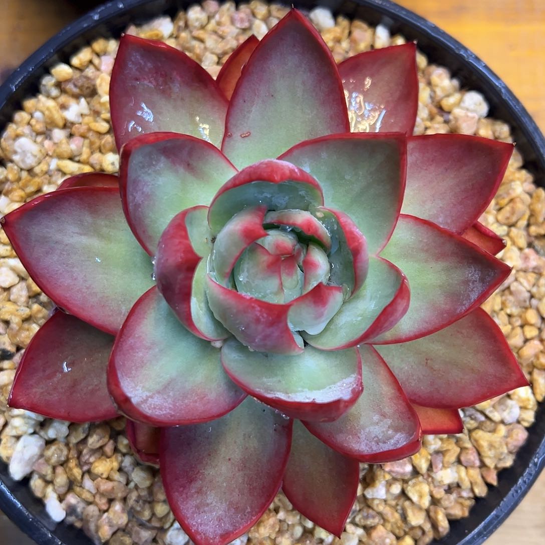 大惊鸿仙子完全体状态