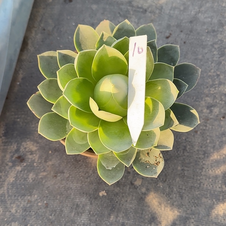 山地玫瑰一物一拍，脱土发，10号，不包断侧芽