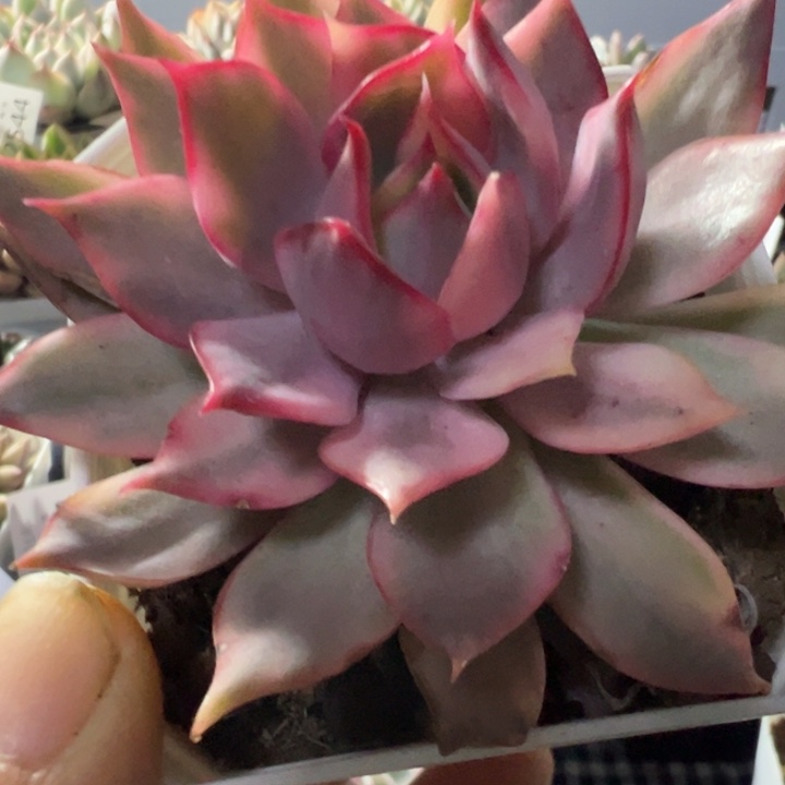 懂***宝莲灯锦多肉植物316