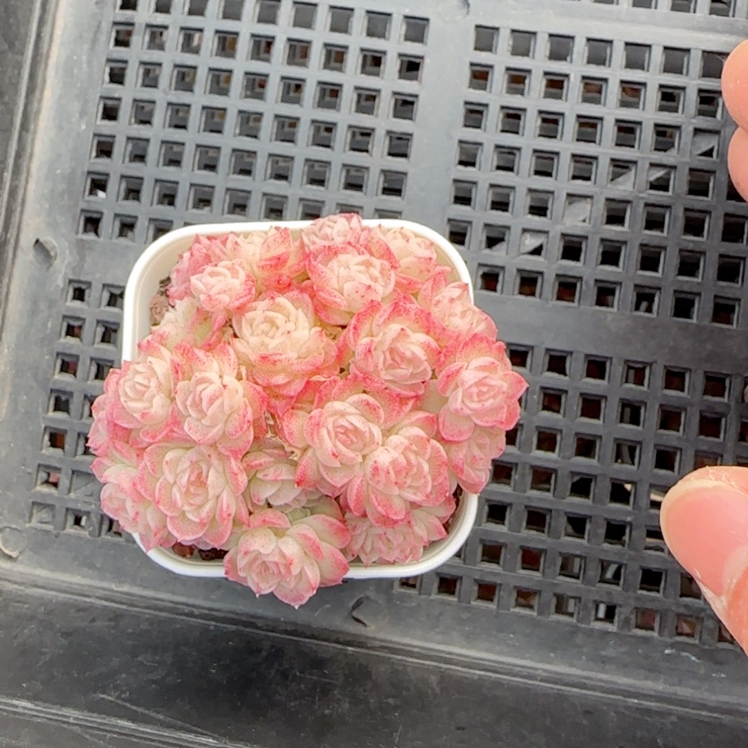 刘*傅【闪购商品】0221-16（fm-30）