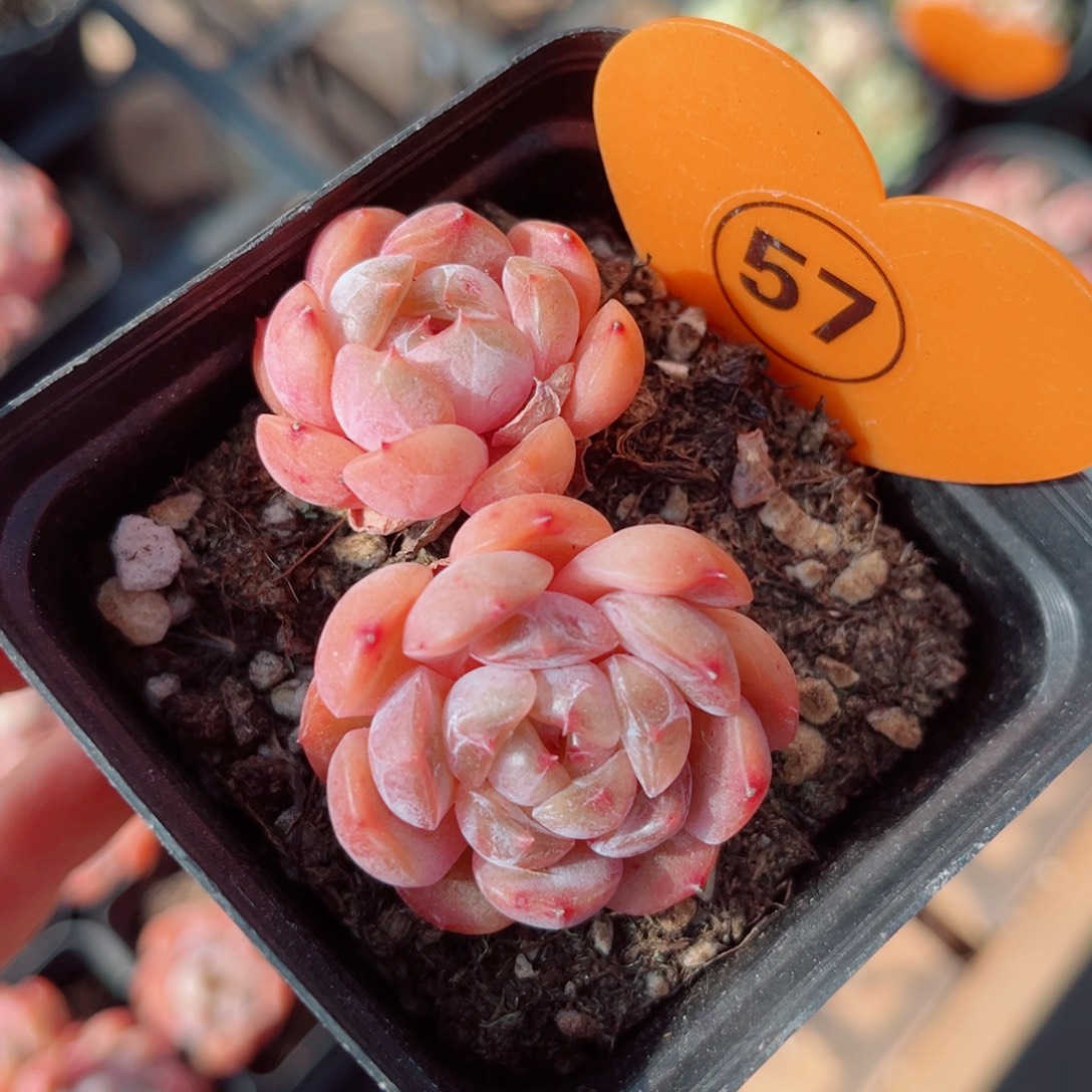 57号小老桩红恋双头