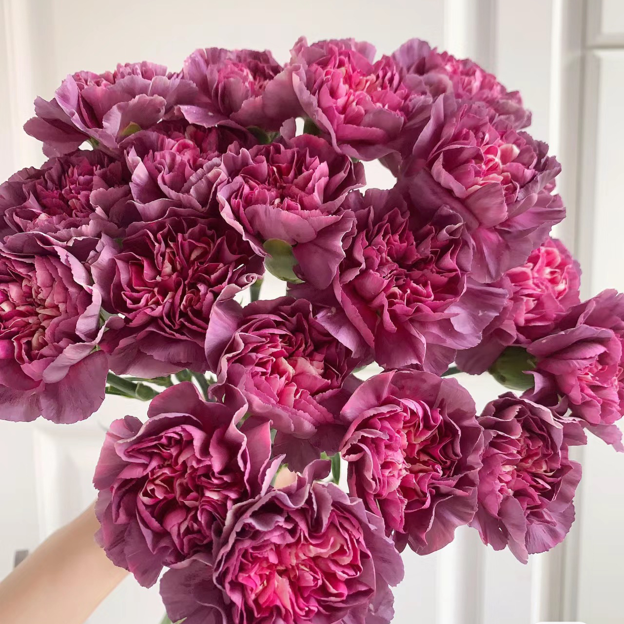 26野马康10支+紫荷包蛋小菊3支+吸色紫紫罗兰一把+混铃铛花一小把