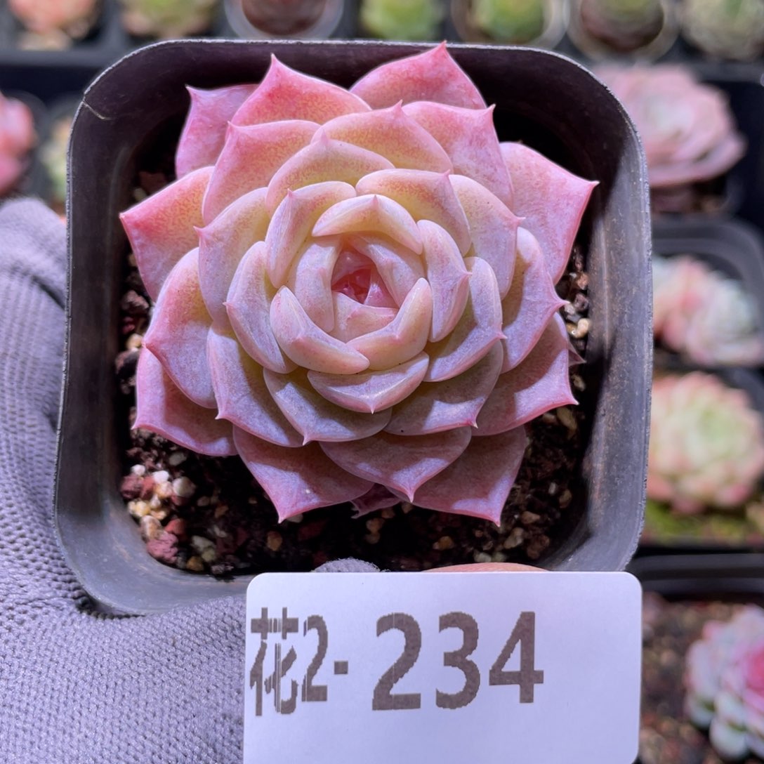 花利美 2-234纯爱