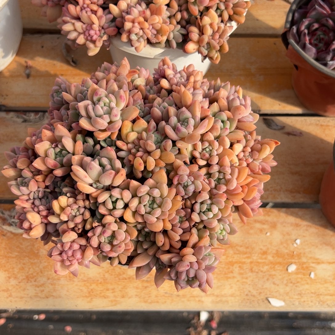 多肉贵妃【非偏远地区满18包邮】