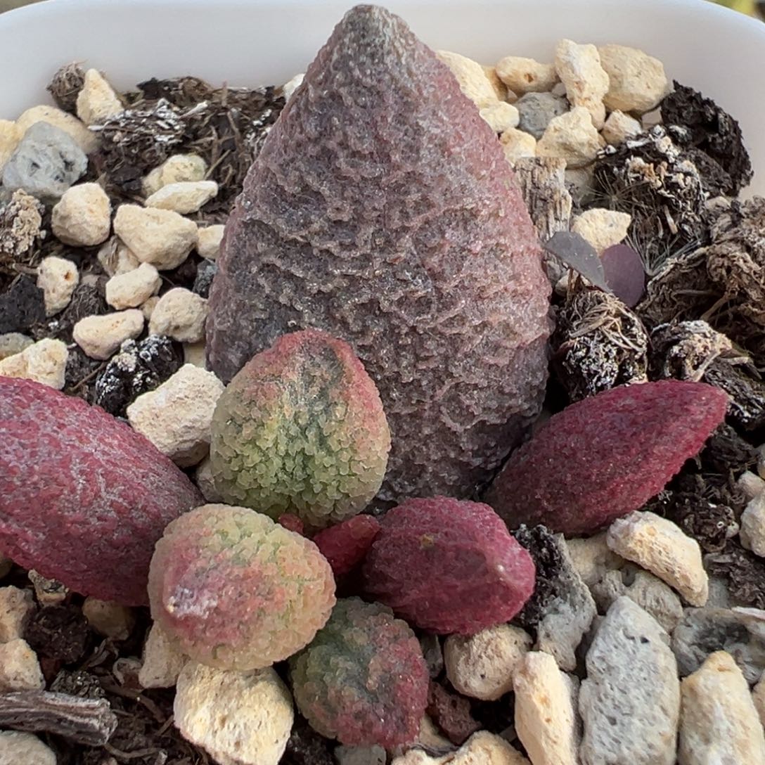 糖果大苗多肉植物水泡