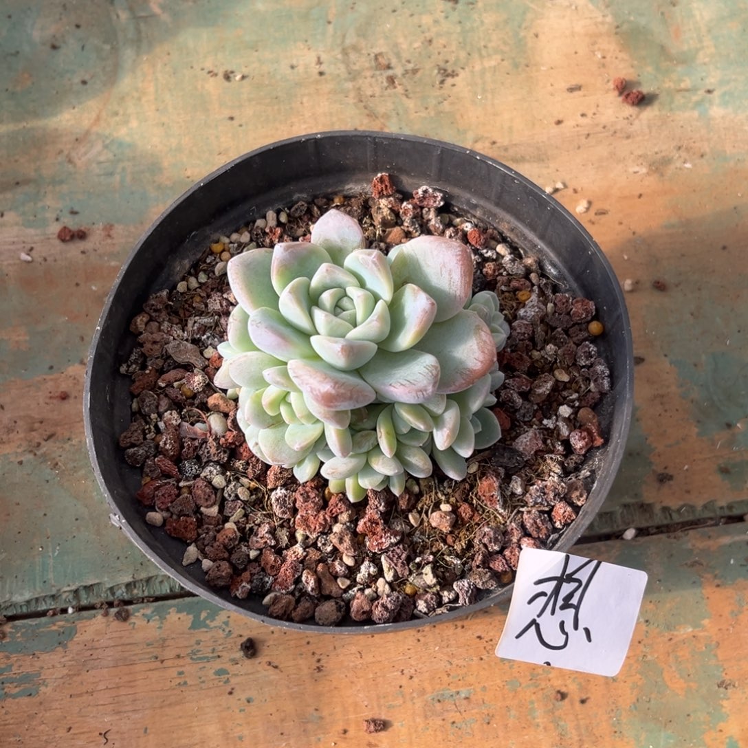 想专拍冰玉群生手捧