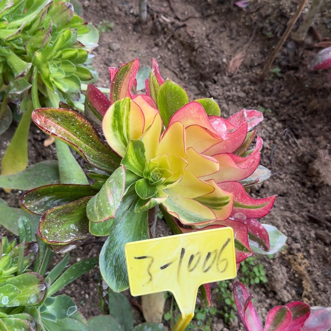 3-1006--多头多肉植物