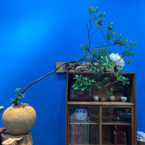 【茶台飘】海岛春花办公室茶室室内造景植物装饰品