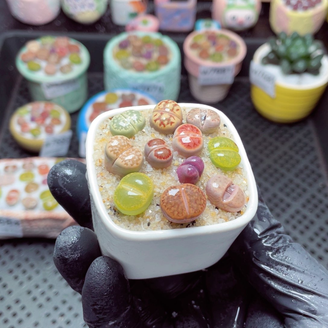 w7686--带盆土发货，零下地区拍保温箱