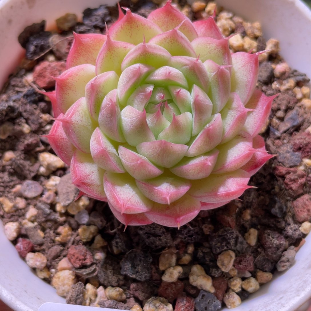 花利美28-440海王  