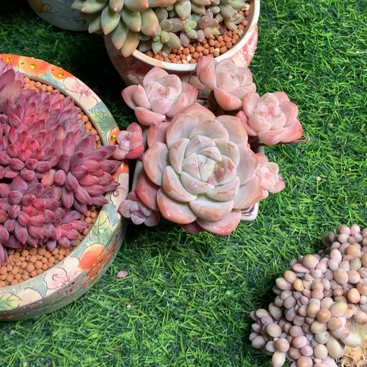 企鹅小群多肉寄养