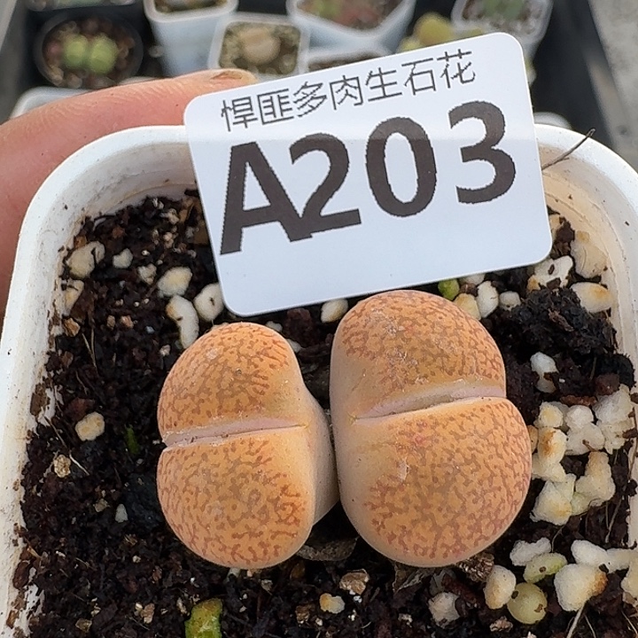 203多肉植物多肉植物