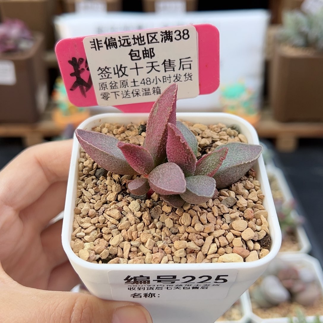 225粉红小猪多肉