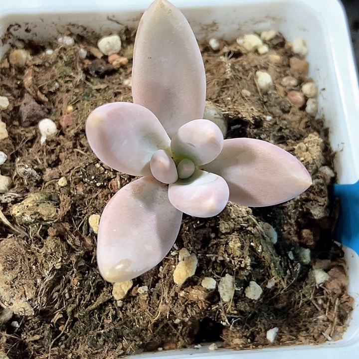 多肉植物哥特19多肉