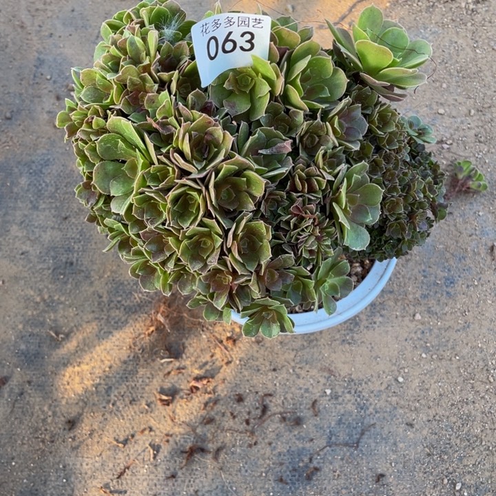 向*花063号玫瑰法师朵朵