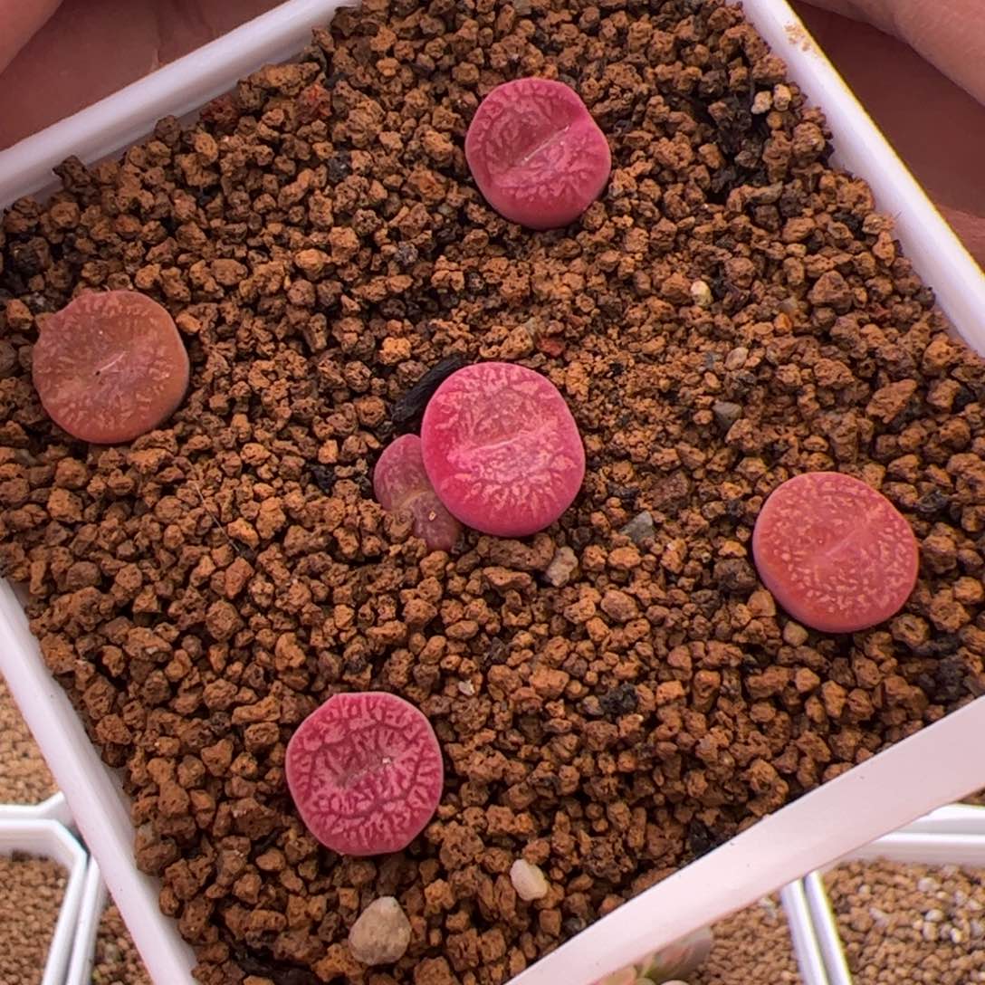 4.20毛杂多肉植物51