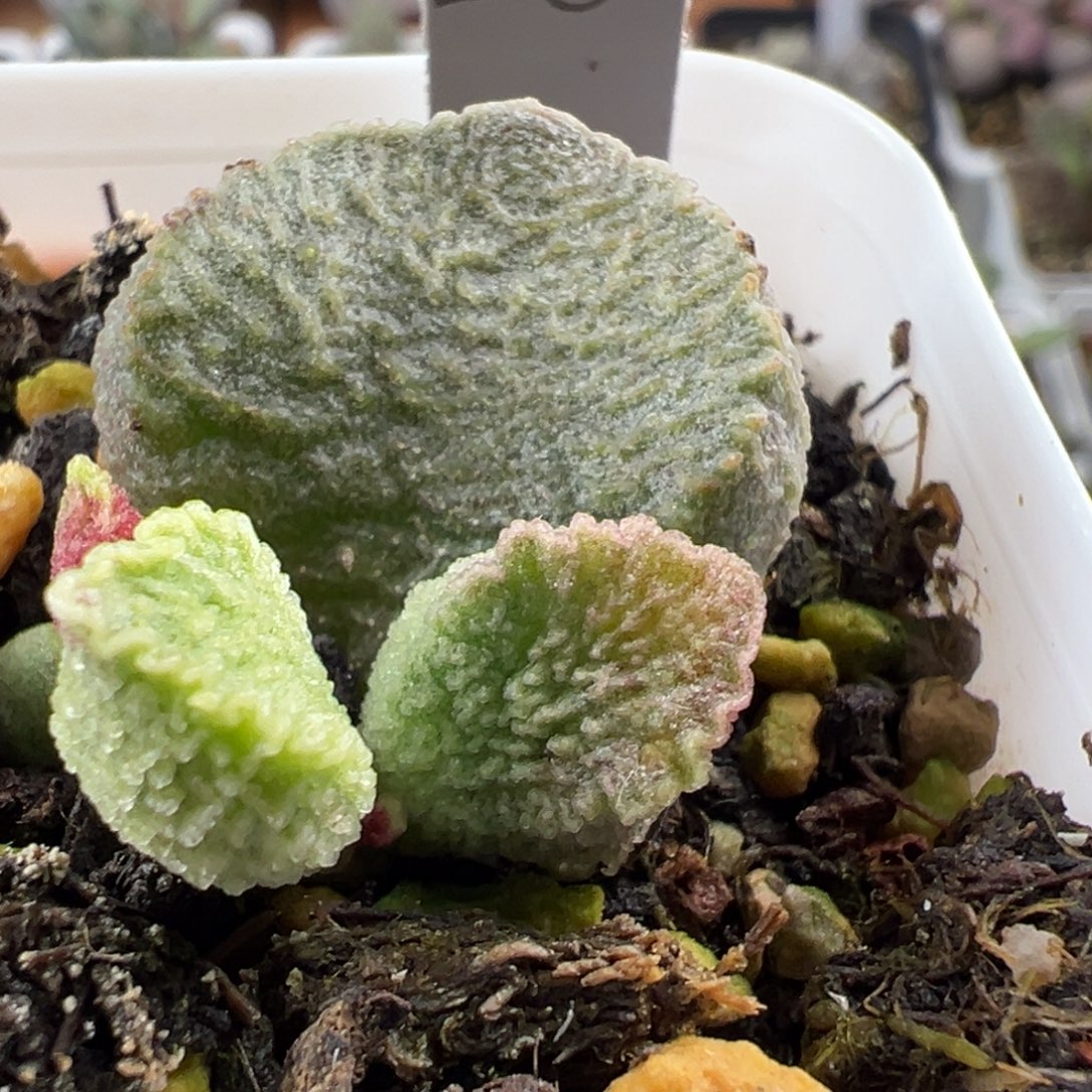 实生新品大苗多肉植物水泡