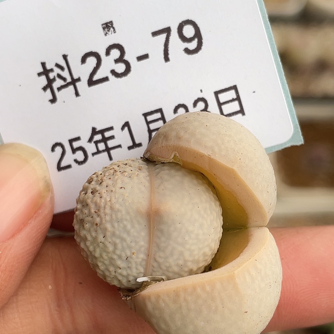 23-79高尔夫多肉植物