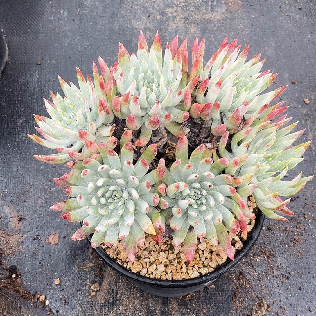 小鹿多肉一物一拍