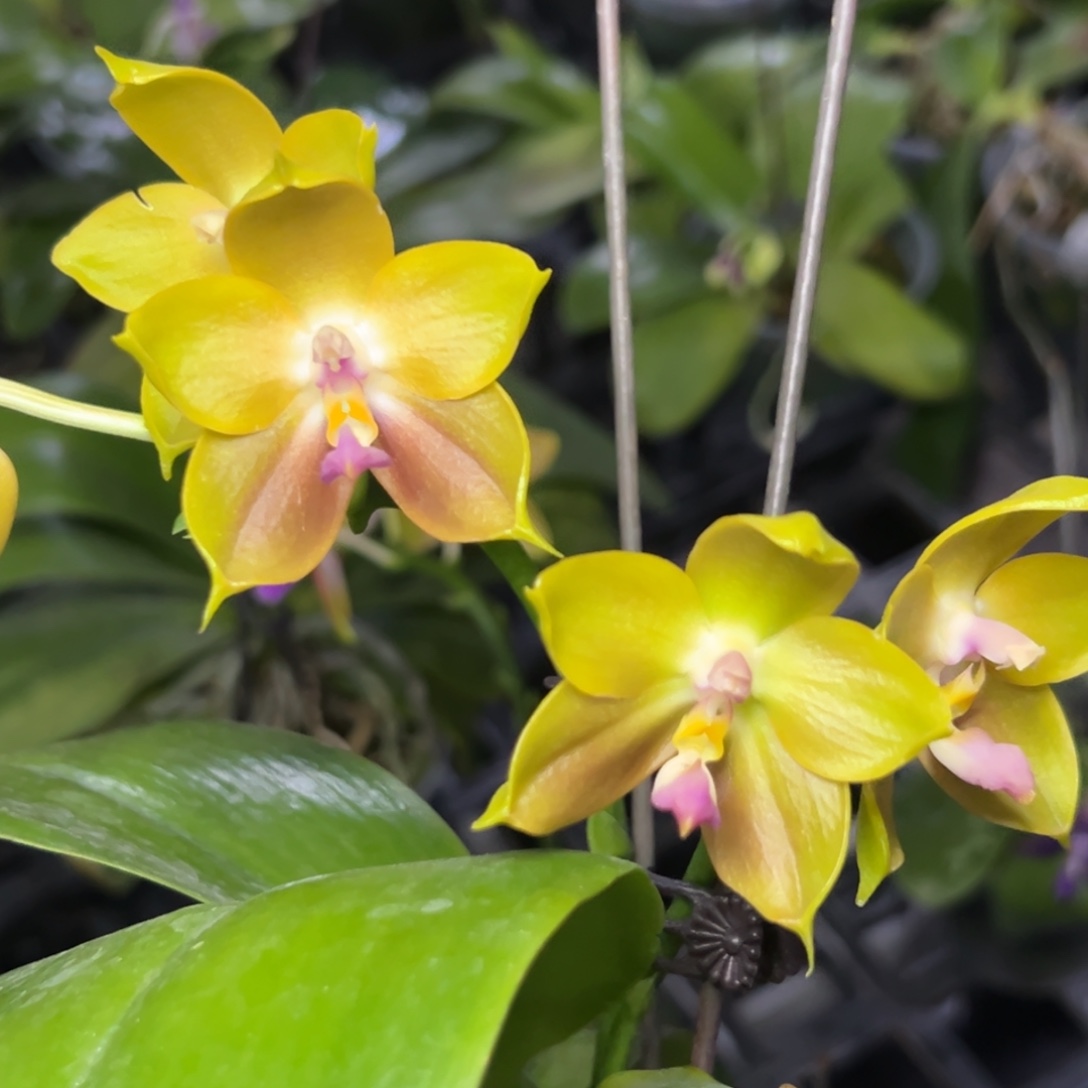 完全开放l218三寸22192